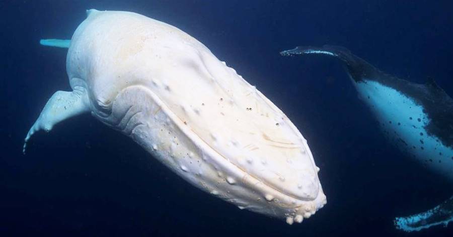 通體雪白！全球唯一「純白座頭鯨」現身海面　「30年奇蹟身影」攝影驚嘆：好美膩～