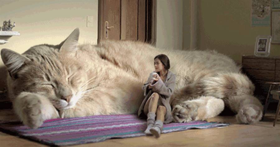 「和貓睡」的6大好處，難怪人們都喜歡養貓，這些原因很現實
