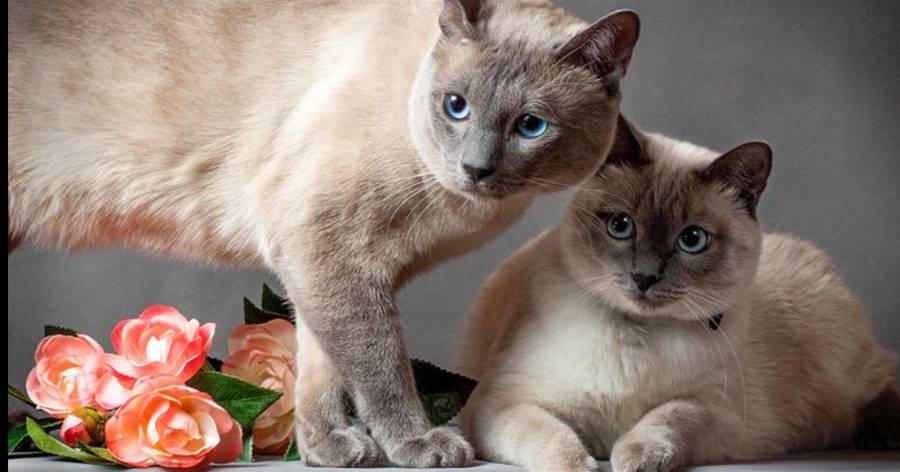 為什麼貓咪會和母親發生「交配行為」？網友：太讓人驚訝了