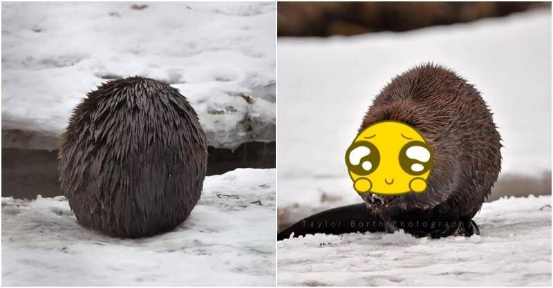 雪地出現「神秘毛球」是什麼新物種？揭密真實身份竟是「國寶級動物」：正面超軟萌！