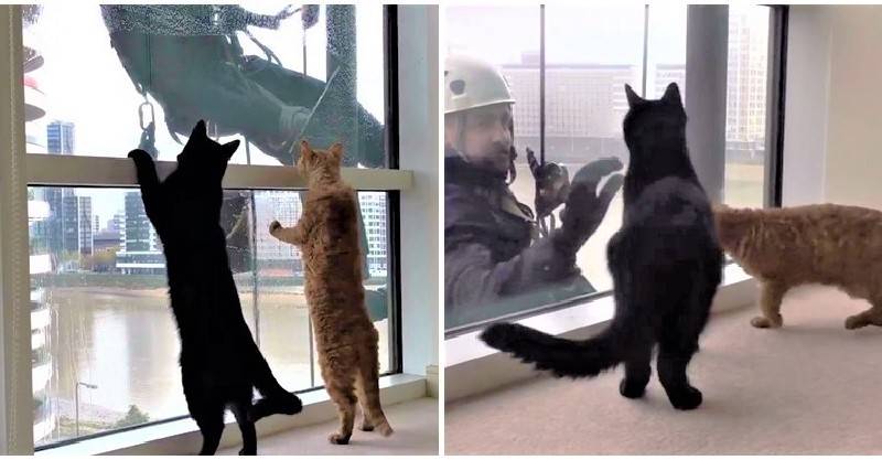 隔窗互動多年...貓咪與「洗窗阿貝」變麻吉　終于「面對面接觸」讓媽驚訝：平常不是這樣