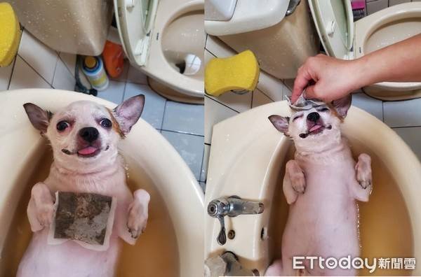 狗狗湯還有特製滷包「吉度享受」　瞇眼吐舌其實討厭洗澡 | ETtoday寵物雲 | ETtoday新聞雲