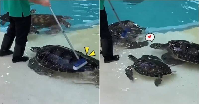 工作人員打掃中！海龜靠腳邊撒嬌「求擼背背」　一隻接一隻「輪流享受」：酥湖～