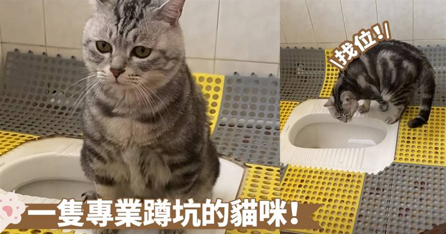 訓練有素！專業蹲坑的貓咪是真的在上廁所啦~網：不會偷偷喝水吧？ | CatCity 貓奴日常