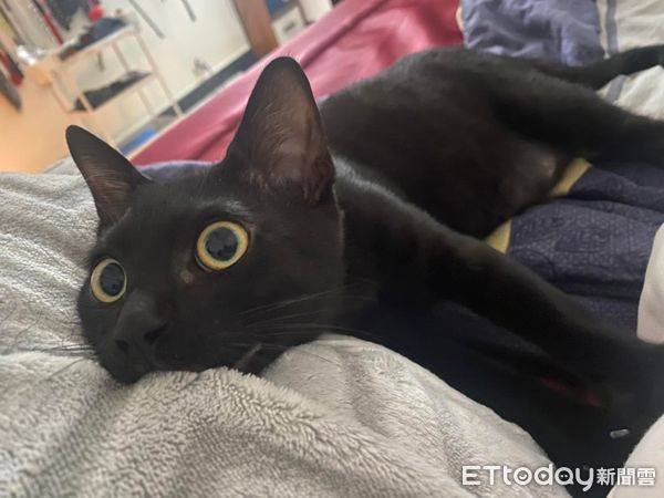 以為認養「心目中的小黑貓」回家驚覺被騙了　網暴動喊：超罕見～ | ETtoday寵物雲 | ETtoday新聞雲