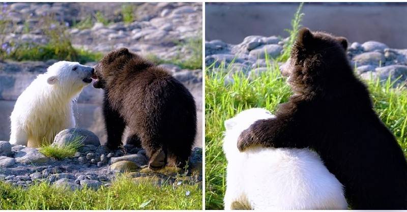 都沒娘疼的孩子...「小北極熊遇上灰熊寶」竟相依為伴！雙熊天天膩一塊：偶們是最好的捧油～