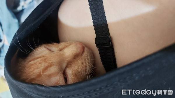 小色喵鑽媽衣服「躺胸酣睡」　幸福樣惹網羨：好香～想當貓了 | ETtoday寵物雲 | ETtoday新聞雲