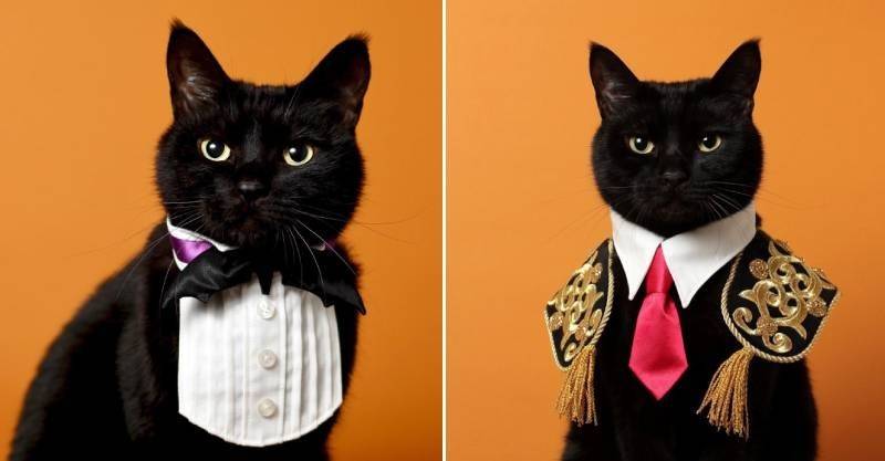 帥氣黑貓戴上「特製襯衫項圈」　迷幻眼神超勾人：今晚要跟我約會嗎❤️