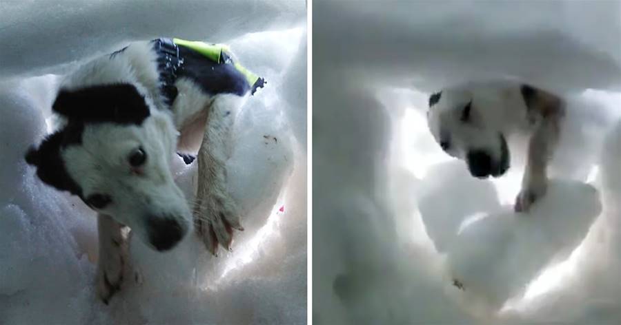 雪地受困救援犬來救妳！　毛孩挖雪洞「受困者視角」好感動：牠們超勇敢