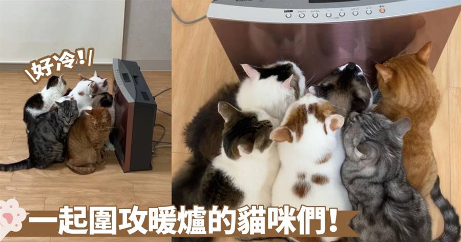 快要擠爆了啦！六隻貓咪為了取暖，已經快將暖爐出風口給堵死囉~ | CatCity 貓奴日常
