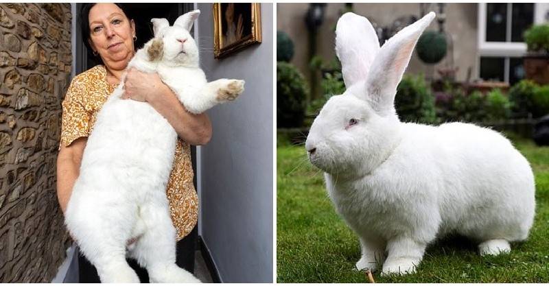 白兔「長到9公斤」比狗還大隻！愛看電視還有「專屬臥房」媽超寵：牠整天都黏我～