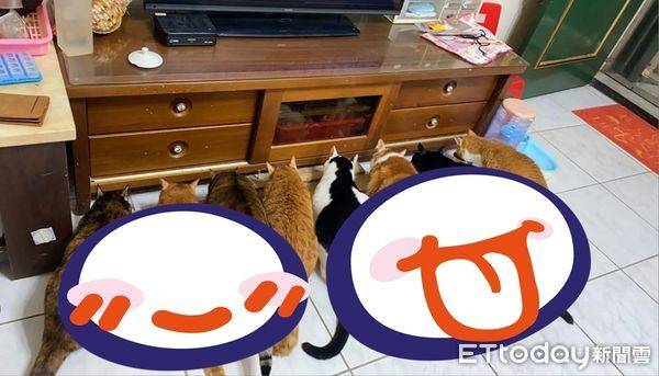 貓咪排排坐埋頭吃年夜飯　「8坨阿嬤養的身材」笑噴團友：真會養 | ETtoday寵物雲 | ETtoday新聞雲