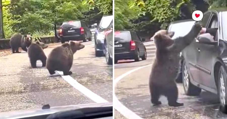 公路塞車偶遇「熊熊一家」！他伸手打招呼　小熊誤以為要擊掌：嗨嗨～
