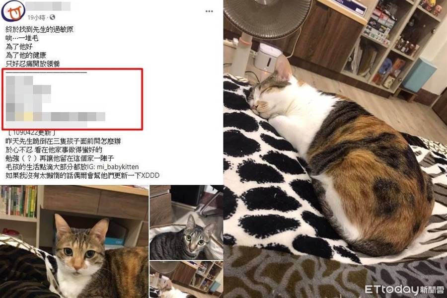 先生對貓毛過敏！她痛心開放認養　條件網笑瘋：記得結紮 | ETtoday寵物雲 | ETtoday新聞雲