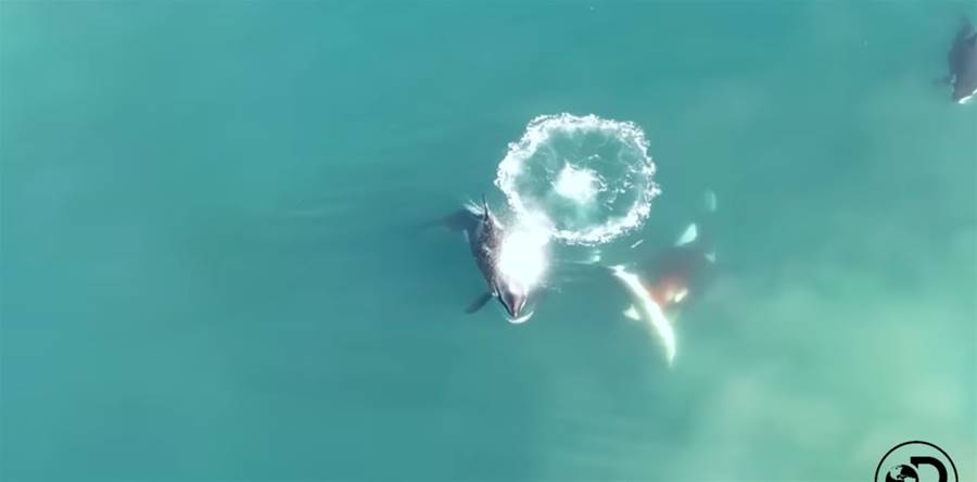 20隻鯊魚「慘遭剖肚取肝」陳屍海岸！專家曝：兇手是慣犯 | ETtoday寵物雲 | ETtoday新聞雲