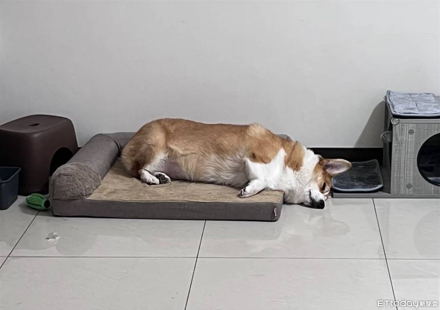 買太小！柯基犬睡到「頭流下地板」　媽吐槽：不愛躺大床 | ETtoday寵物雲 | ETtoday新聞雲