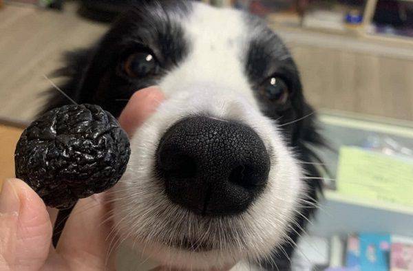 「每吃一顆化核李就有一隻狗受害」　邊境犬鼻子比對相似度99％ | ETtoday寵物雲 | ETtoday新聞雲