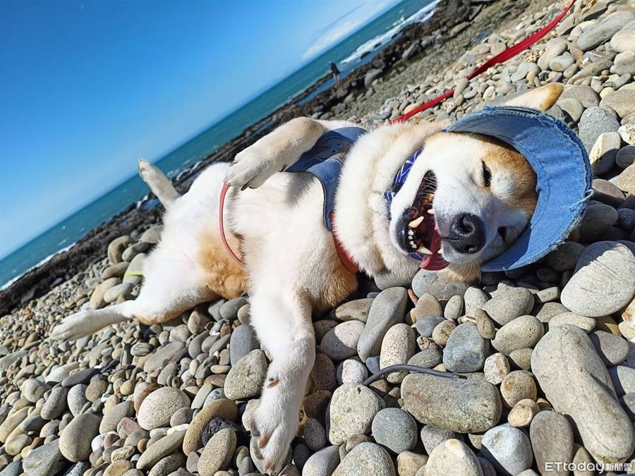 喝醉了？海灘旁出現「石板烤柴」翻肚ㄎㄧㄤ睡　千人笑：記得翻面 | ETtoday寵物雲 | ETtoday新聞雲