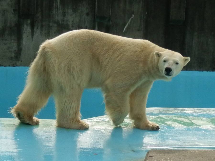 日動物園公北極熊「合籠咬死母北極熊」！　頭頸爆血慘死 | ETtoday國際新聞 | ETtoday新聞雲