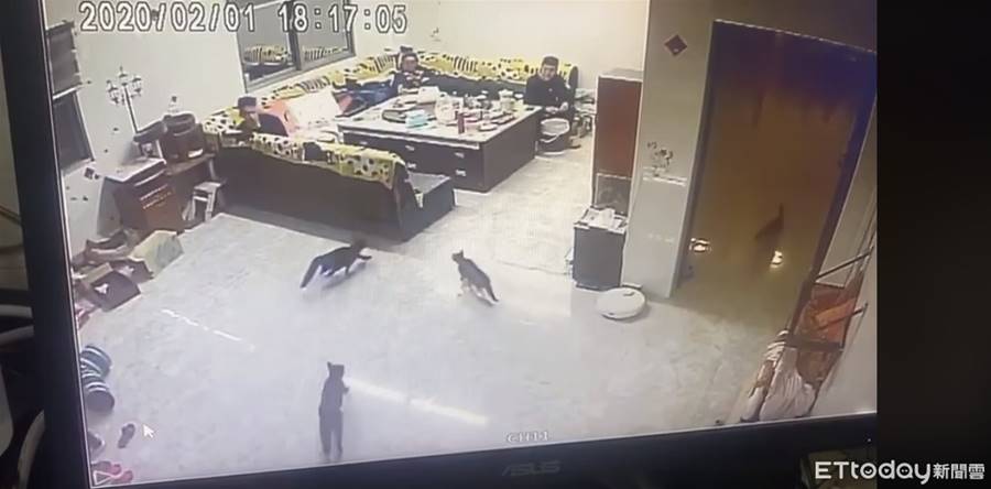 阿母一抓狂！門口衝出「7貓飆速甩尾」　客廳秒變賽車跑道 | ETtoday寵物雲 | ETtoday新聞雲