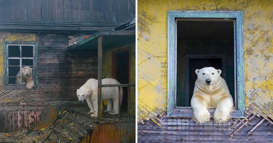 荒廢氣象站竟成「北極熊的家」！　好奇從窗內探出：是客人嗎？