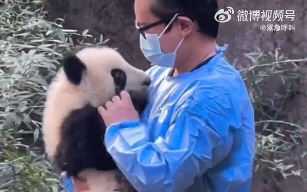 殘障小貓熊遭無良遊客潑水　「委屈躲角落」飼育員暖心安慰 | ETtoday寵物雲 | ETtoday新聞雲