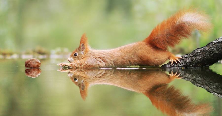 松鼠根本戲精！　30張成功拍到「最搞笑一面」的野生動物照片
