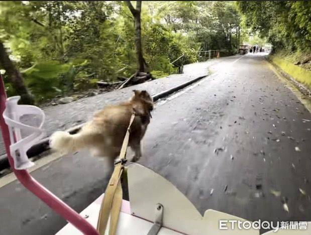 雪橇犬「職業病發作」驕傲拉協力車　帶主飆速遊宜蘭梅花湖 | ETtoday寵物雲 | ETtoday新聞雲