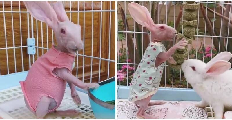 兔版斯芬克斯！超罕見「粉紅兔」天生就沒毛～主人悉心呵護成功養大：一年四季都要幫穿衣
