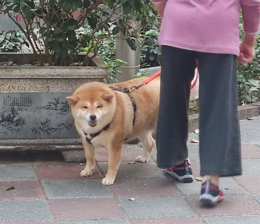 他巧遇「阿嬤養的柴犬」　圓到網友讚嘆：這是鬆獅吧！ | ETtoday寵物雲 | ETtoday新聞雲