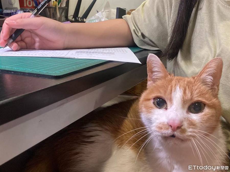 17歲老貓「坐妹妹腿上」堅持陪寫作業　全家只親她！平時見喵就揍 | ETtoday寵物雲 | ETtoday新聞雲