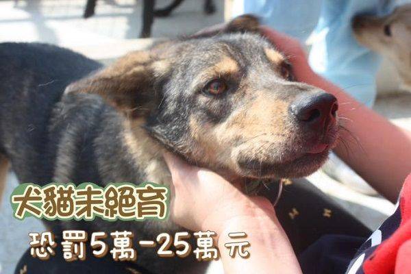 貓狗未結紮生一窩「最少罰5萬」　台南過去一年開罰10件 | ETtoday寵物雲 | ETtoday新聞雲