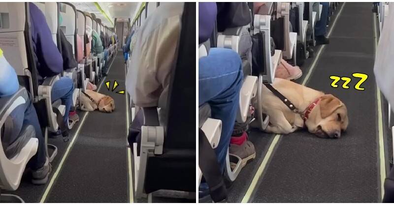 狗狗機艙內「整隻溢出走道」被罵！「睡到不醒狗事」空姐曝原因：牠很棒的～