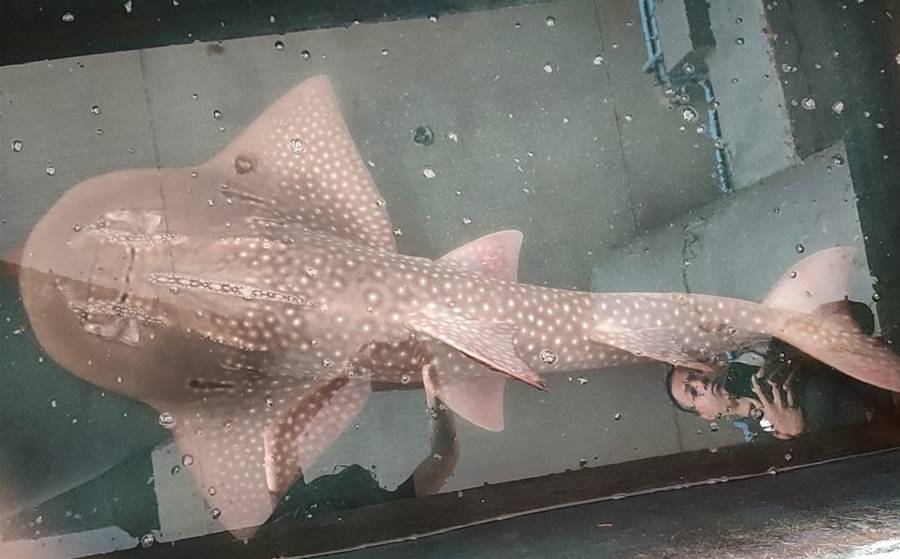 鯊與魟的合成獸！台東捕獲極危「波口鱟頭鱝」　熱血魚販買下放生 | ETtoday寵物雲 | ETtoday新聞雲