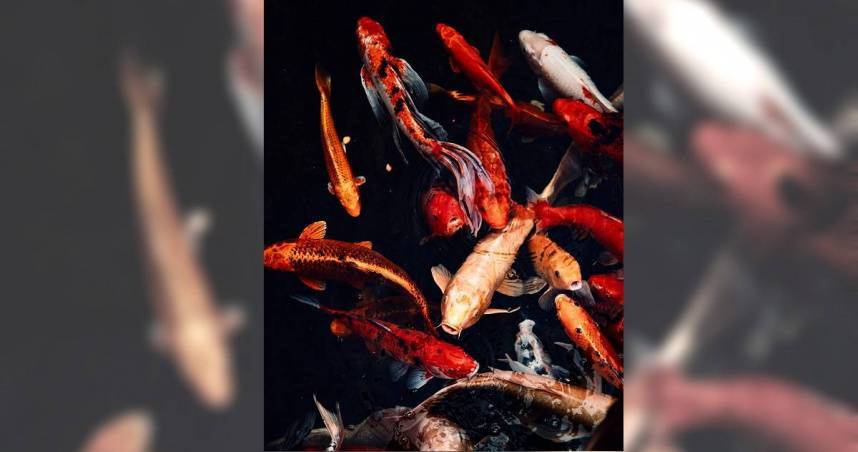 2錦鯉缺氧死！竟慘變「酥炸魚」她傻眼...爸媽還大讚：肉很甜 | ETtoday寵物雲 | ETtoday新聞雲