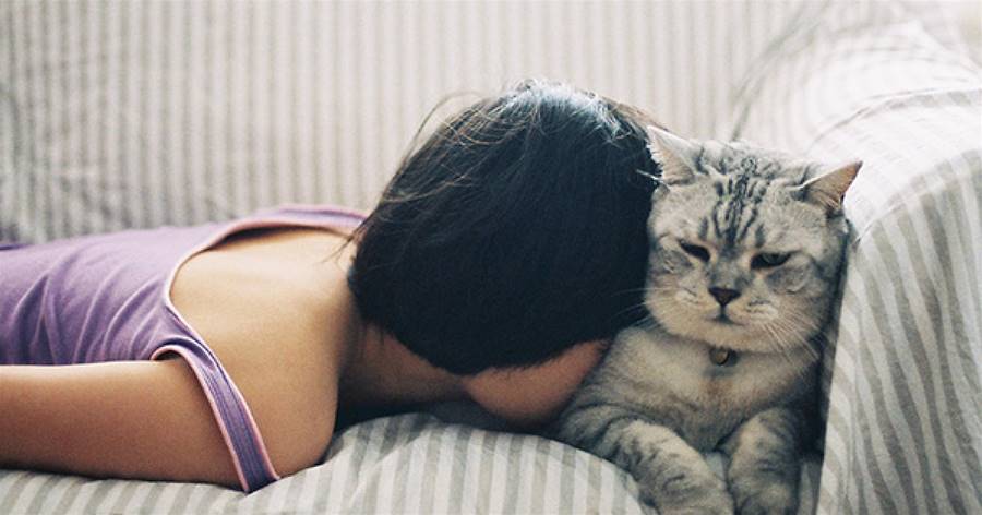 老婆靠著「貓抱枕」睡著了　老公一回家看到貓貓表情秒笑噴