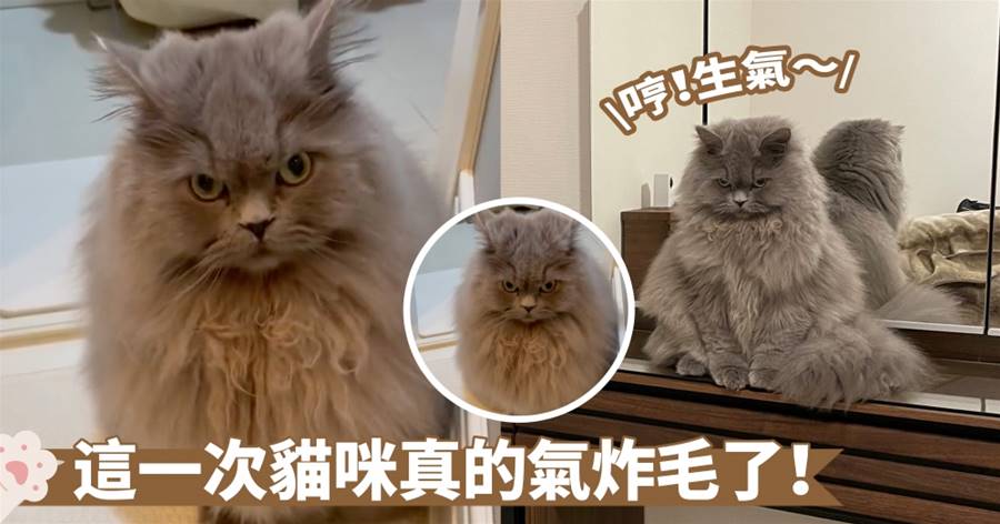 蓬鬆的「蓬蓬頭」好像貓頭鷹喔～憤怒貓咪此刻笑不出來啦！喵：奴才怎麼可以那麼健忘