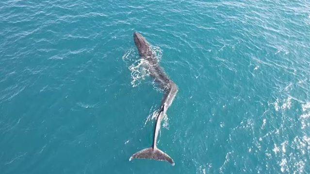 17公尺巨鯨「脊椎恐怖凹折」掙扎繼續游　畸形原因曝光 | ETtoday寵物雲 | ETtoday新聞雲