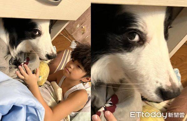 睡覺被抓去陪玩　邊境犬「包成蘿蔔」眼神死瞪媽：拍攝者不救 | ETtoday寵物雲 | ETtoday新聞雲