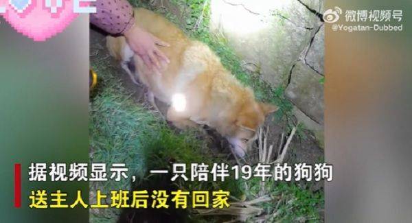 19歲老汪最後道別！「做完1件事」默默躲起來　家人田埂尋獲淚崩 | ETtoday寵物雲 | ETtoday新聞雲