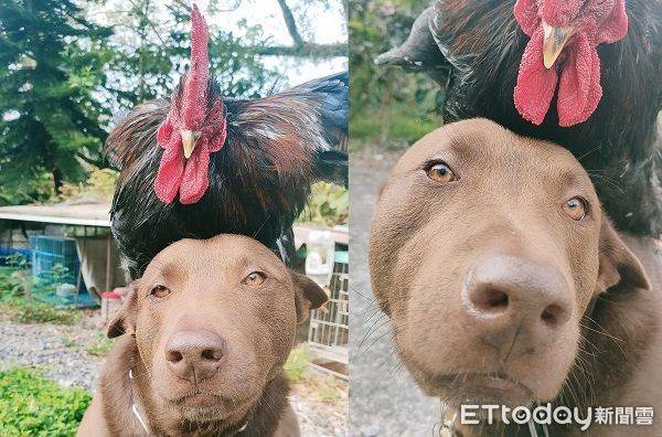高砂紅犬農場調皮追逐　回來「頭上多一架飛雞」一臉慫：我錯了 | ETtoday寵物雲 | ETtoday新聞雲