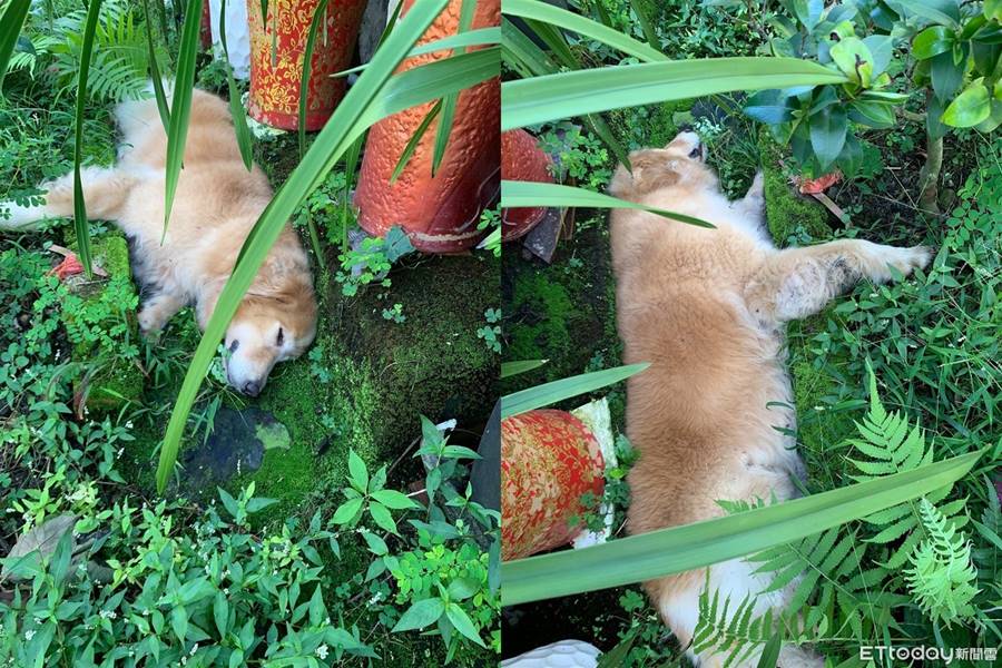黃金獵犬「塞進小水溝」聽阿公呼喚沒反應　媽見照片秒嚇哭 | ETtoday寵物雲 | ETtoday新聞雲