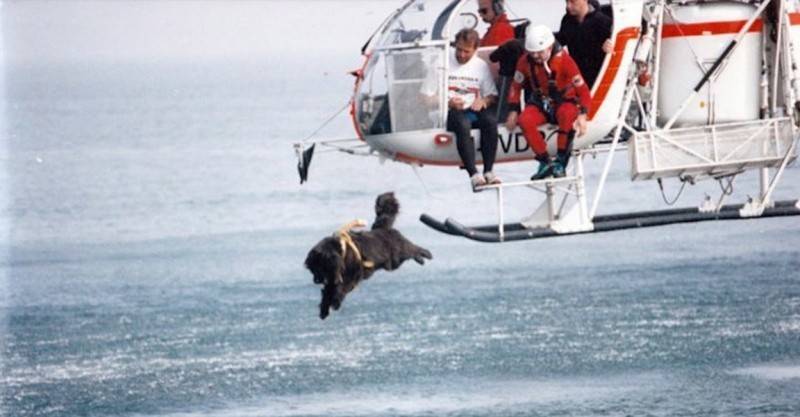 沒時間害怕！救生犬勇敢從「直升機低空跳水」　成功拯救無數「溺水泳客」：不要怕我來了！