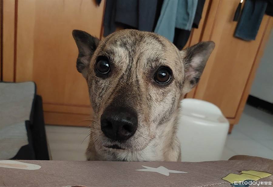 打疫苗發燒！醒來見愛犬「憂愁臉顧床」　貼心舉動感動網：沒白疼 | ETtoday寵物雲 | ETtoday新聞雲