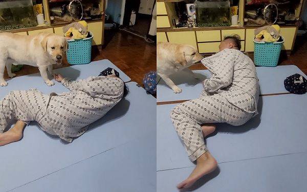 爸爸假裝昏倒　聰明拉拉咬衣服「拖他去上救護車」全家笑翻 | ETtoday寵物雲 | ETtoday新聞雲