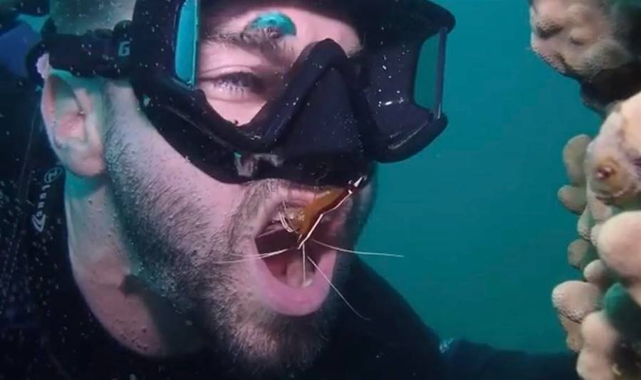 潛水員每周「找蝦子洗牙」2次　拔呼吸器自動游嘴裡：牙齒超健康 | ETtoday寵物雲 | ETtoday新聞雲