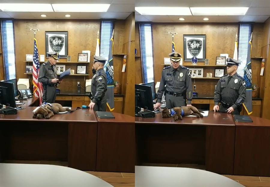 警犬寶寶「就職典禮」在桌上睡翻　長大現況粉絲更多了 | ETtoday寵物雲 | ETtoday新聞雲