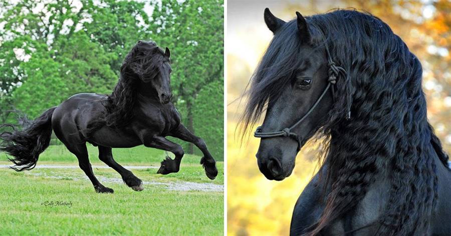 真實存在的「馬界第一帥」黑到發亮　俊逸長髮收編超多女粉絲：比還我美❤