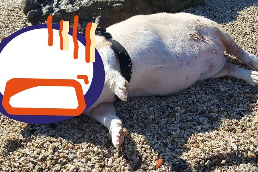 北海岸發現「超胖擱淺海狗」橫躺沙灘！　游泳太累斷電遊客全笑噴 | ETtoday寵物雲 | ETtoday新聞雲