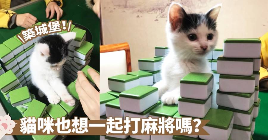 高高的圍牆已築起，休想逃跑囉！麻將桌籌熱鬧竟把自己給困住了，貓咪表示奴才們很無聊欸～